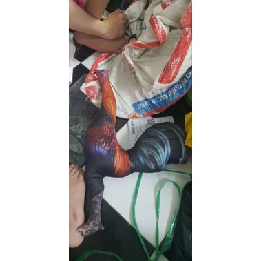 Thú bông 3D - GÀ ĐÁ, GÀ TẬP LỰC 🐓