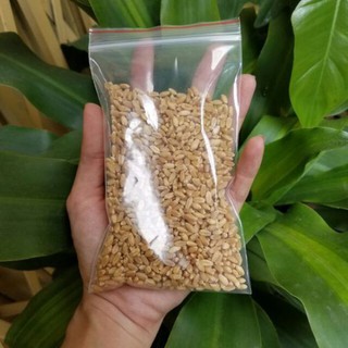 Hạt Giống Cỏ Mèo 50g - 100g - SalaPet Shop