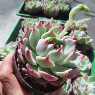 Sale 50% - Sen đá bánh bao lửa size to.