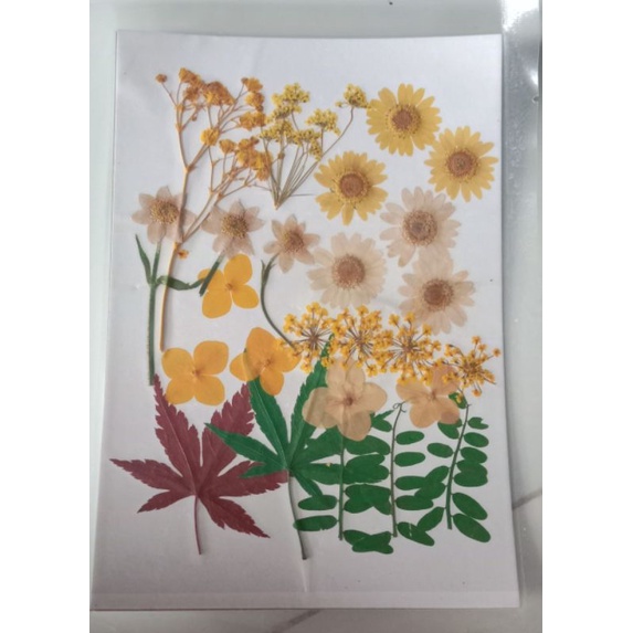 hoa khô ép dán trang trí