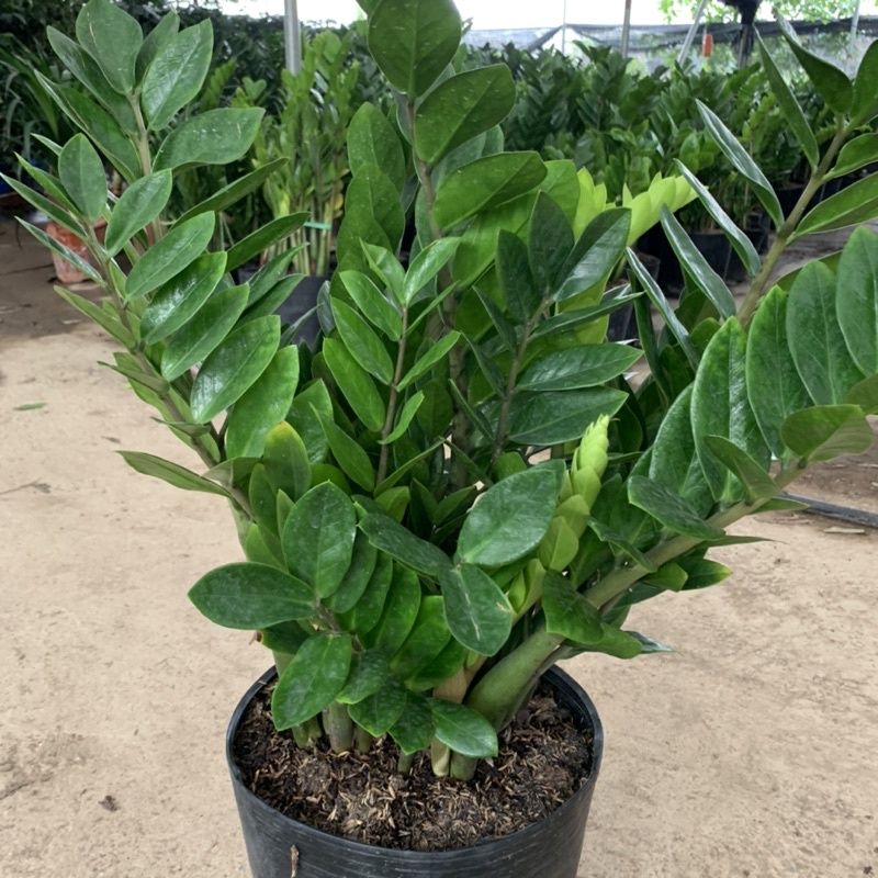 Cây Kim Tiền Size lớn