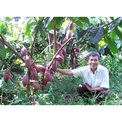 Cây giống Ca Cao .
