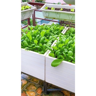 Hạt giống cải xanh bẹ mỡ