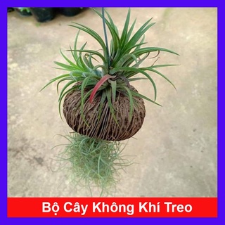 caykiengsadec - Bộ cây không khí treo - cây cảnh mini