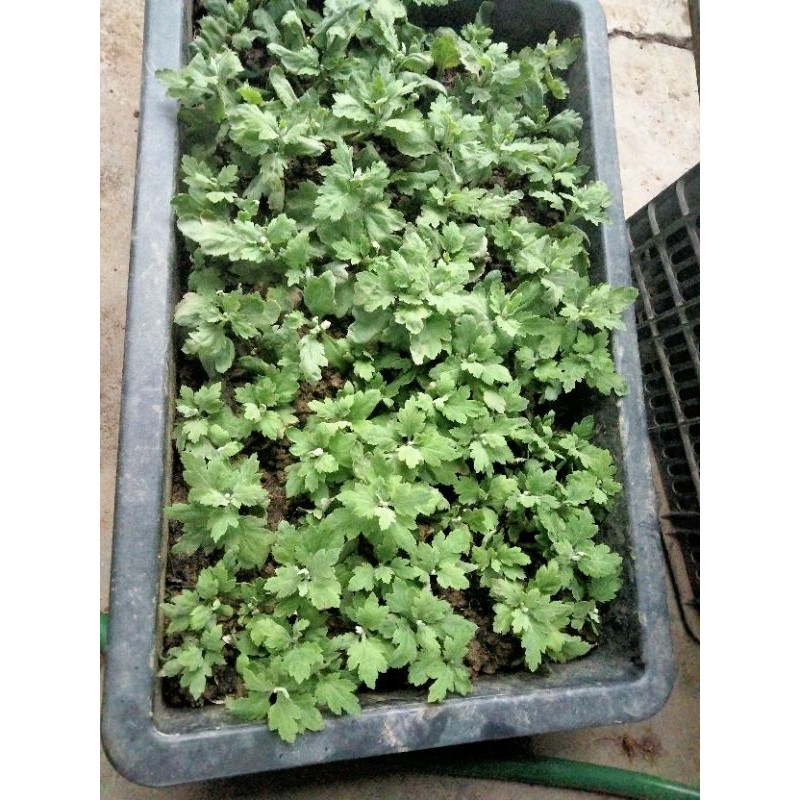 Cây cúc đại đóa