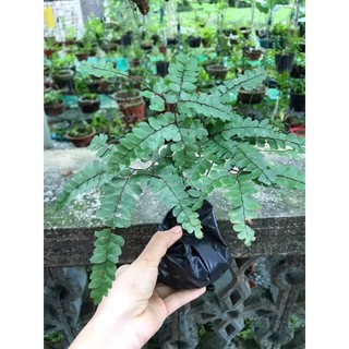 Combo các loại dương xỉ