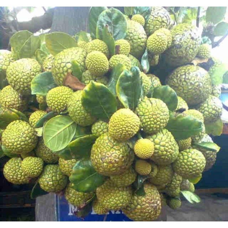 Cây giống mít mơ f1