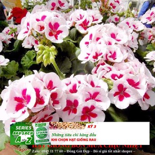 HẠT GIỐNG HOA PHONG LỮ THẢO GÓI 10 HẠT ĐẾN MÙA TRỒNG TẾT