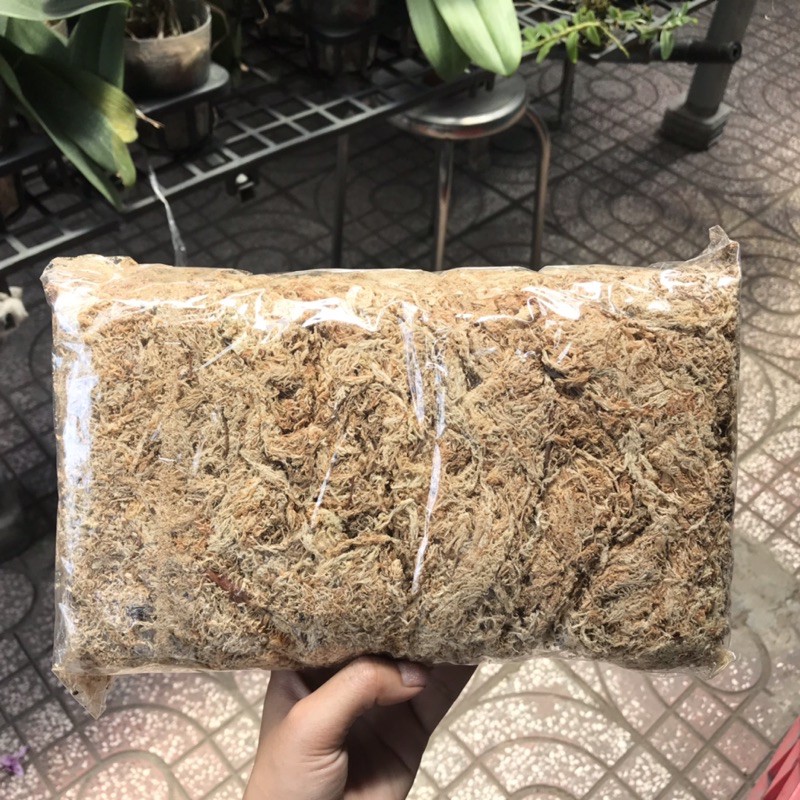Dớn Trắng Chile 100Gr - Dớn Giữ Ẩm
