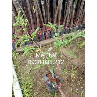 CÂY GIỐNG ME THÁI