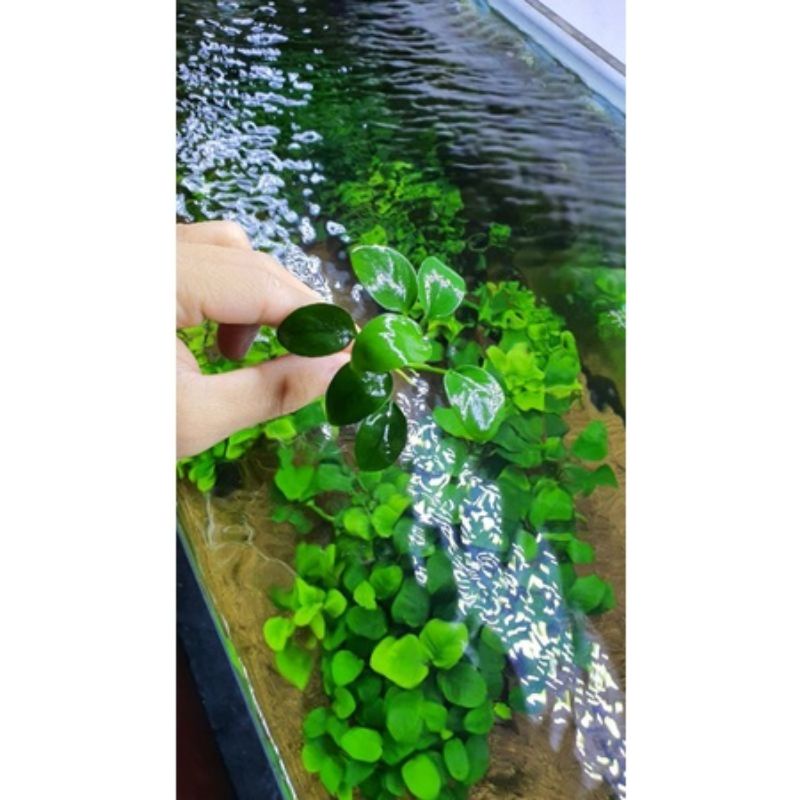 1 ngọn Ráy nana gen thái lá nước