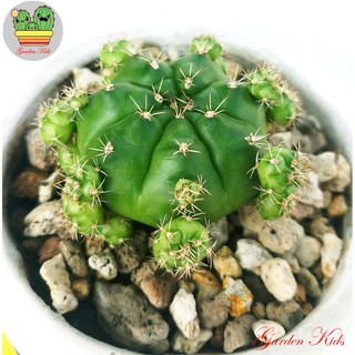 Xương rồng gymnocalycium xanh (Gymnocalycium Damsii)