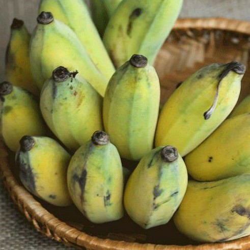 Chuối Vuông Nướng Bến Tre Vị Truyền Thống chưa nướng 1kg