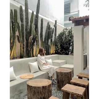 Xương rồng trụ (deco quán)