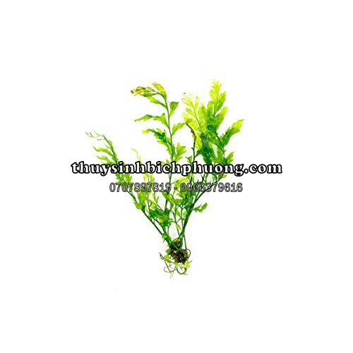 1 CỤM DƯƠNG XỈ CHÂU PHI THỦY SINH FULL LÁ NƯỚC NHƯ HÌNH |  DÁN LŨA ĐÁ CẮM NỀN THỦY SINH SIÊU ĐẸP