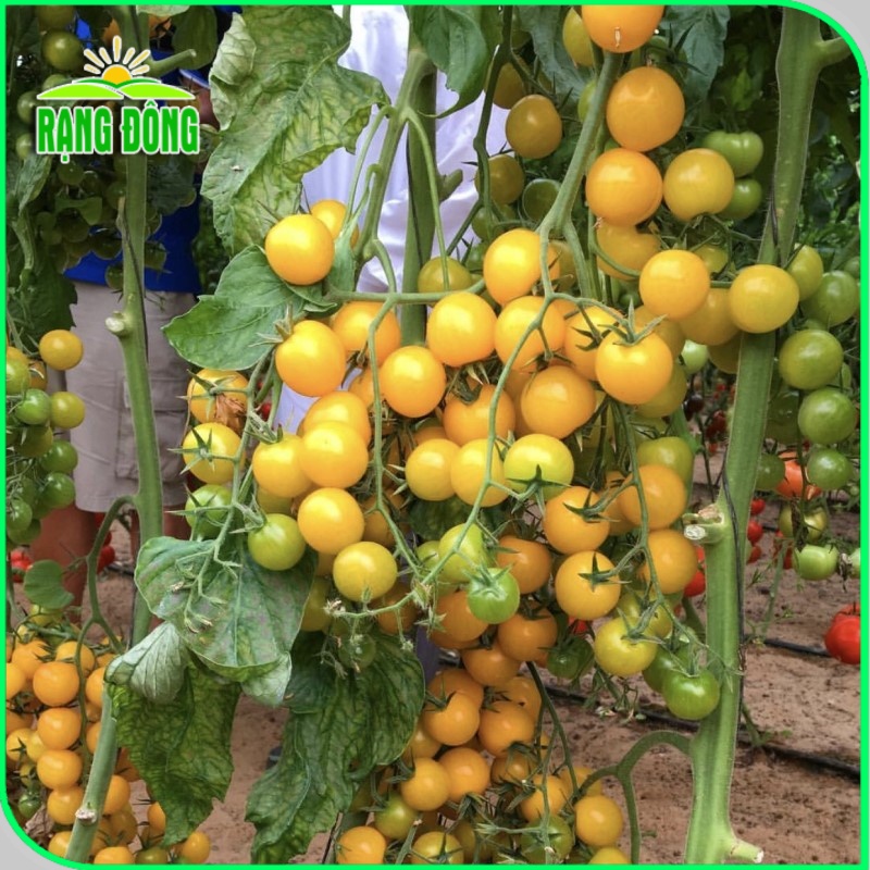 Hạt giống Cà Chua Cherry Vàng lai F1, trái sai, sinh trưởng vô hạn (gói 0,1 gr) - Hạt giống Rạng Đông