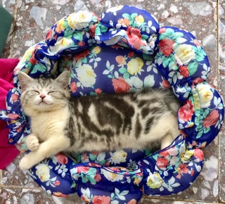Đệm thú cưng