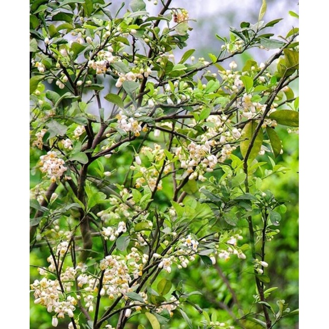 3gói) SIÊU DƯỠNG KÍCH HOA CỨNG CUỐNG , LÂU TÀN ĐẬU QUẢ TỐT