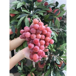 NHO ĐỎ NHẬP KHẨU MỸ/ RED SEEDED GRAPES