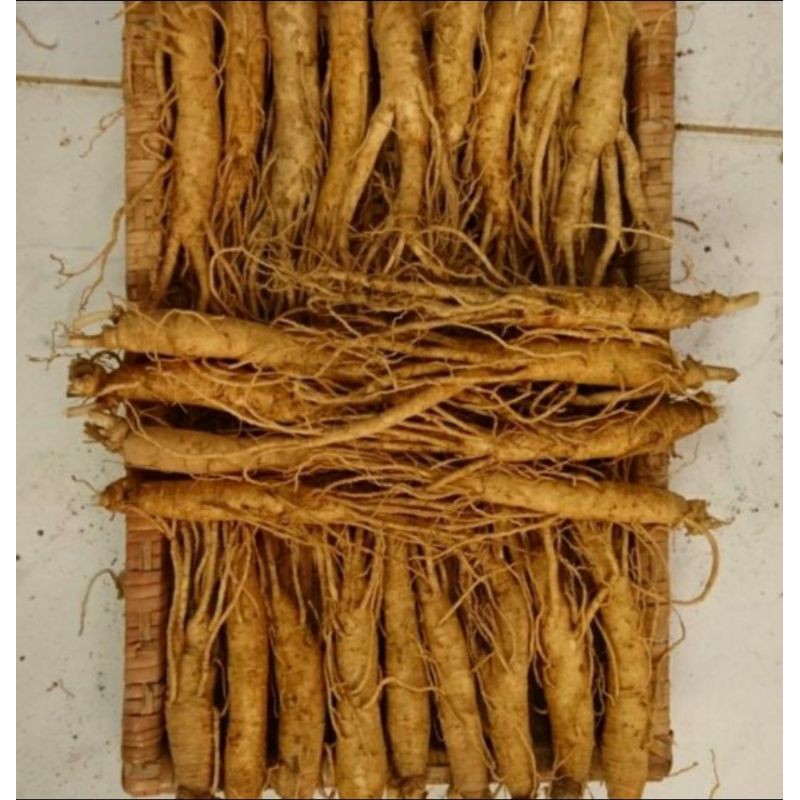 [Linh Anh chuyên cung cấp sp HanQuoc] Nhân sâm tươi Hàn Quốc  bán lẻ 99k /1củ   size Sâm  8 củ/1kg size Sâm10~40củ/1kg | BigBuy360 - bigbuy360.vn