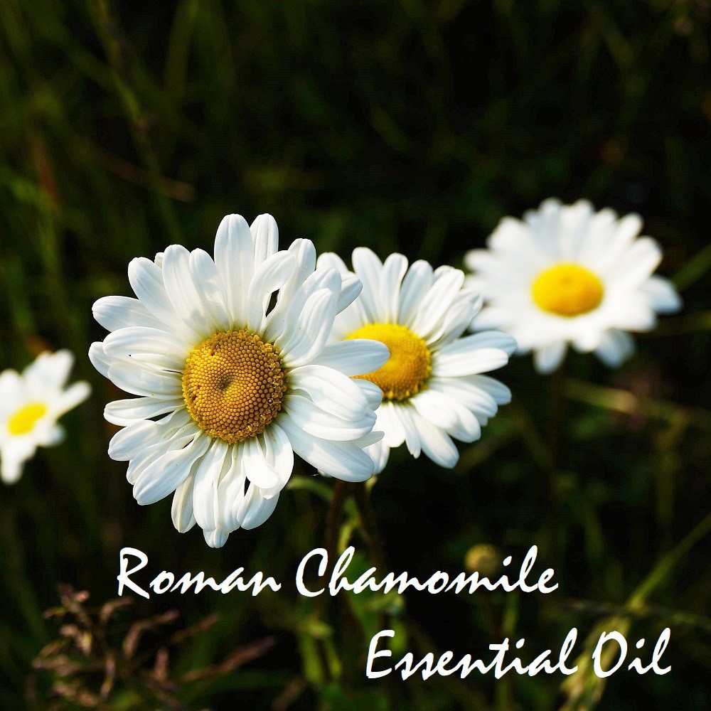 Tinh dầu Cúc La mã Roman Chamomile Essential Oil (White)