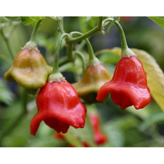 Hạt giống ớt chuông hoa hồng