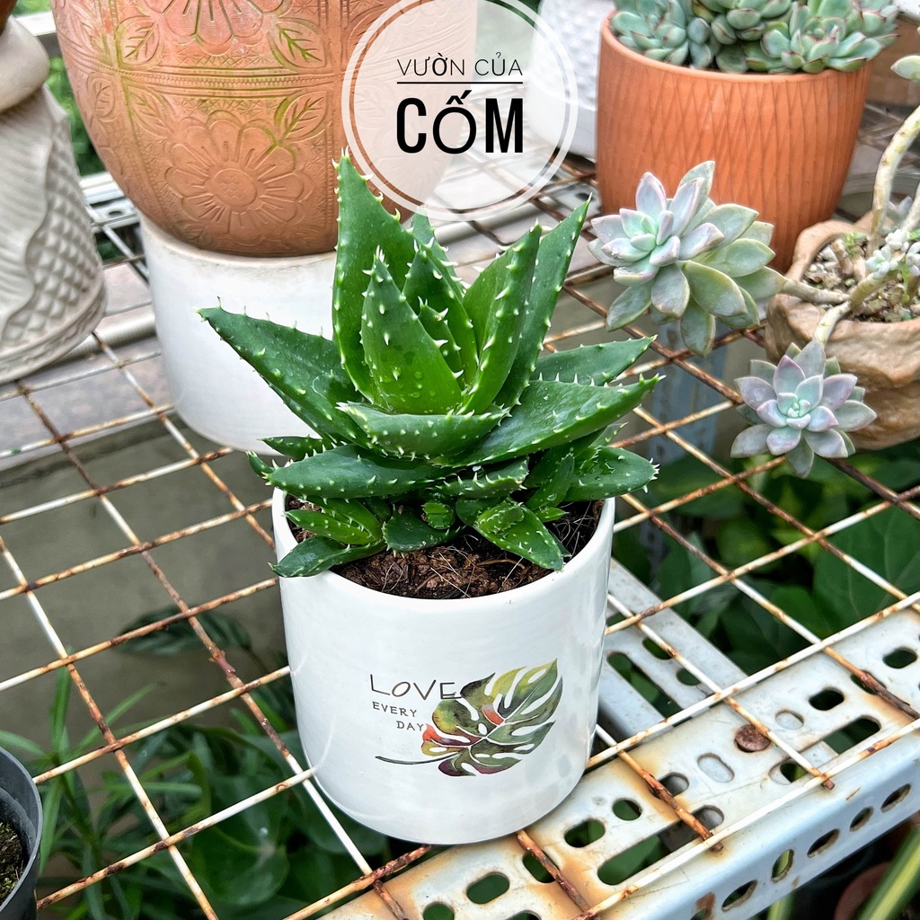 Cây Nha Đam để bàn kèm chậu sư indecal  . Giúp thanh lọc không khí , mang phong thủy