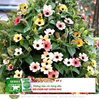 Hạt giống hoa Ánh Dương (mắt huyền) 4 Hạt ĐẾN MÙA TRỒNG TẾT