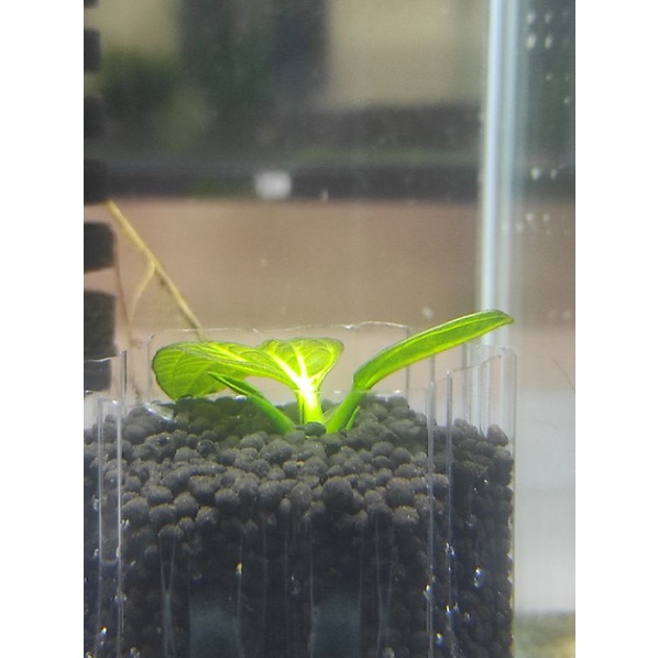 Cây trầu thủy sinh Iguazu 2009, Trầu 09 mini