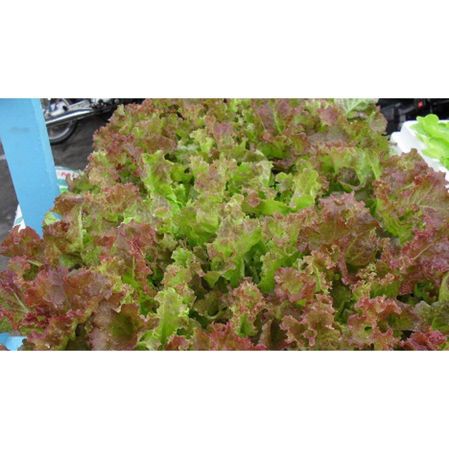 Hạt Giống Rau Xà Lách Xoăn Mix xanh tím 1gr