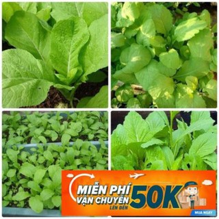 20g Hạt giống Cải bẹ xanh