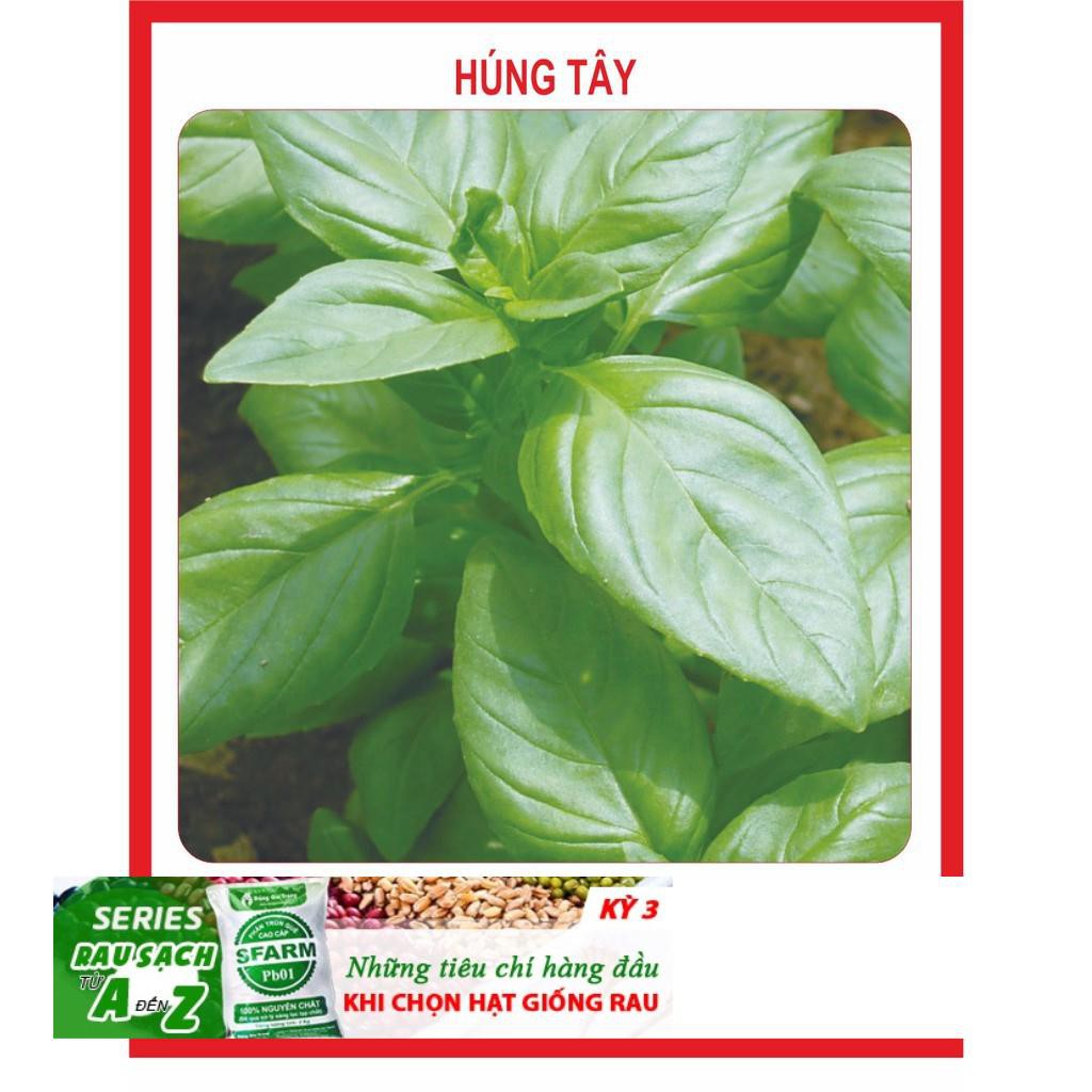 Hạt Giống Húng Tây - 0.5gram