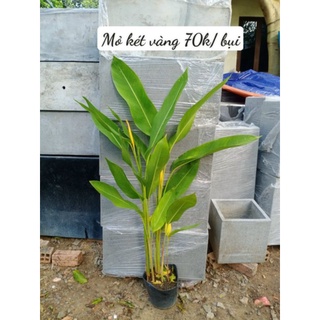 Cây chuối mỏ két hoa vàng bụi 3-4 cây