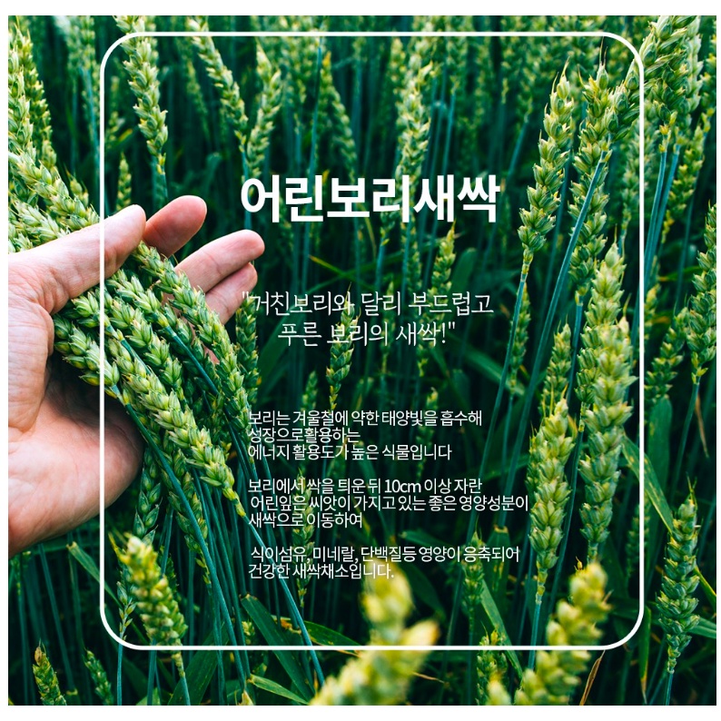 Bột lúa mạch non đẹp da thải độc Golden Herb Hàn Quốc 100 gói giàu chất xơ