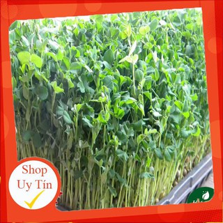 - Hạt Giống Mầm Đậu Hà Lan chất lượng.