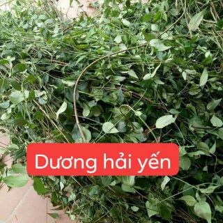 Chè vằng sẻ