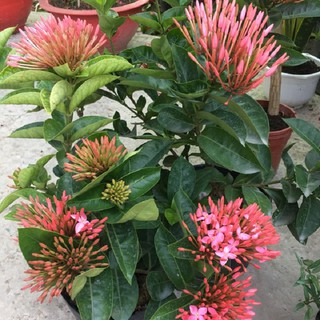 combo 4 cây mẫu đơn ta đủ màu (hoa trang)