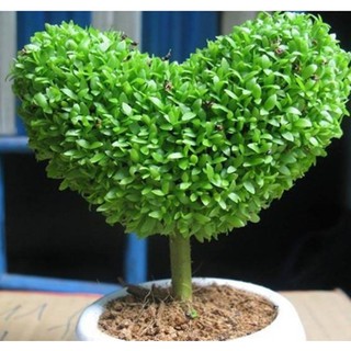 Hạt Giống Cỏ May Mắn