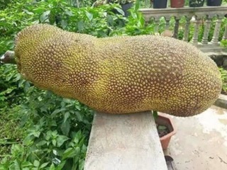 Mít malai khổng lồ