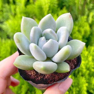 Sen đá đá xanh 5-7cm - Vườn sen đá
