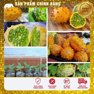 COMBO 10 hạt giống dưa sừng dưa chuột gai và 10 viên nén ươm hạt kích mầm