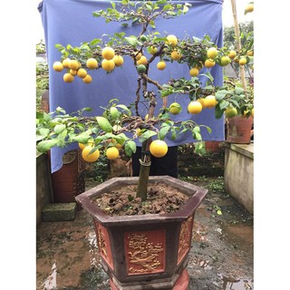 Cây giống Chanh Tứ Quý