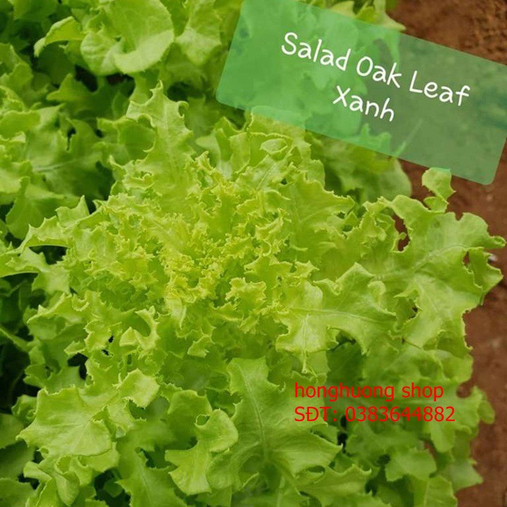 Hạt giống xà lách Oakleaf| Sồi xanh