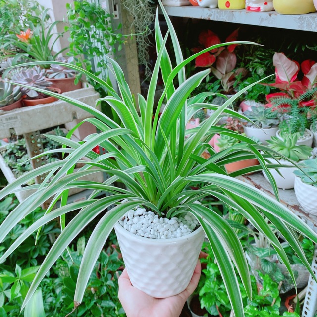 Chậu Cây Lan Chi (Dây Nhện)