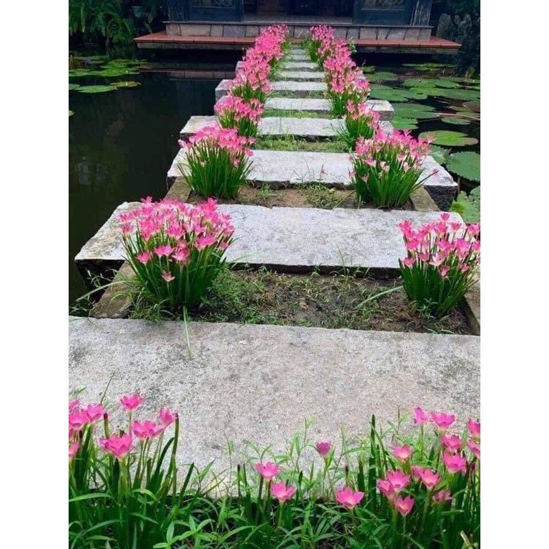 Cây huệ mưa trắng, hồng_củ tóc tiên