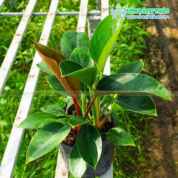 Cây đại đế đỏ