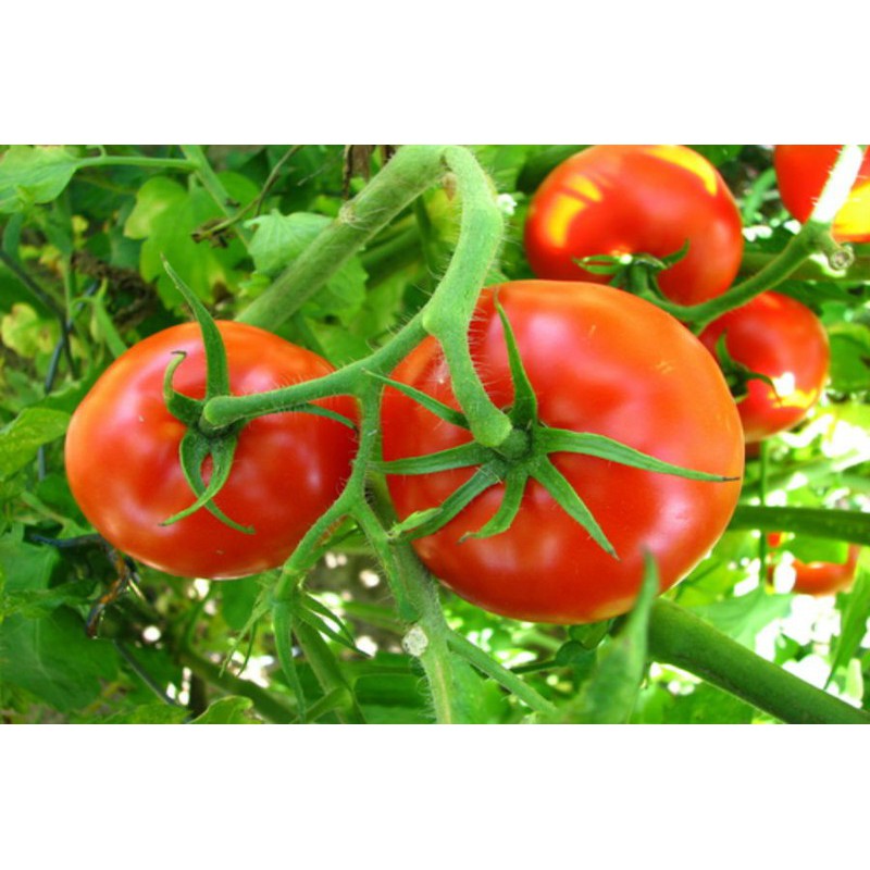 COMBO 5 gói hạt giống cà chua Aka chịu nhiệt TẶNG 1 ớt chỉ thiên mix