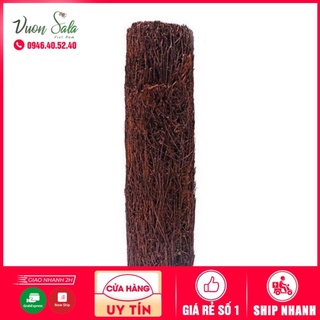 Dớn trụ trồng lan