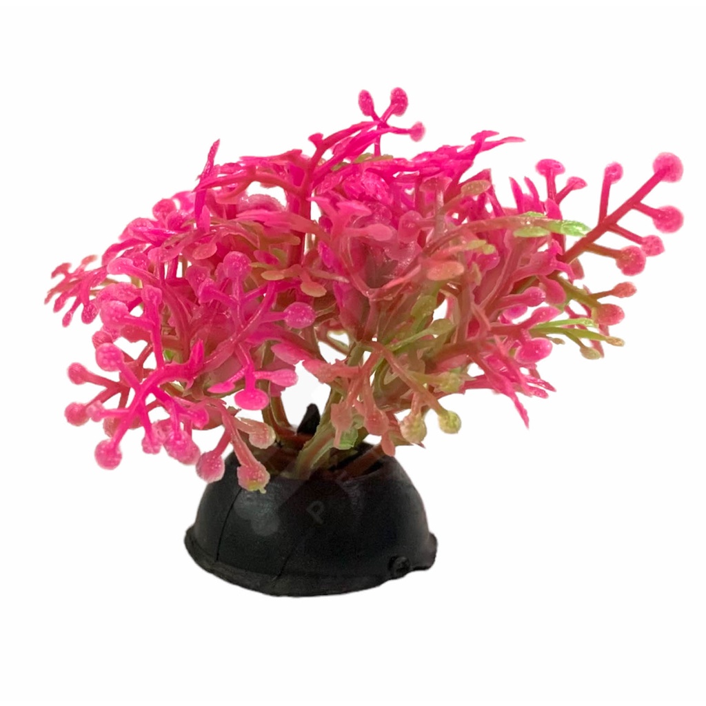 Cây Rong Trang Trí Hồ Cá Nhí Cao 4cm - Rêu Trang Trí Bể Cá Thuỷ Sinh