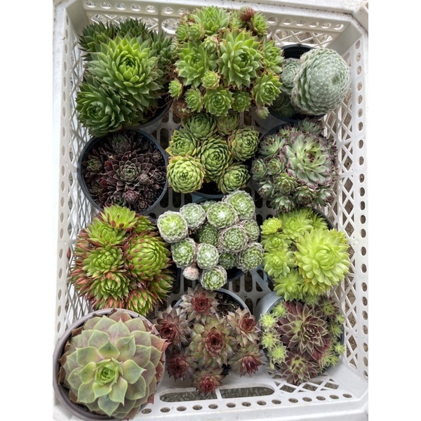 SEN ĐÁ PHẬT BÀ 1 CHẬU BẤT KÌ CHỈ 45K